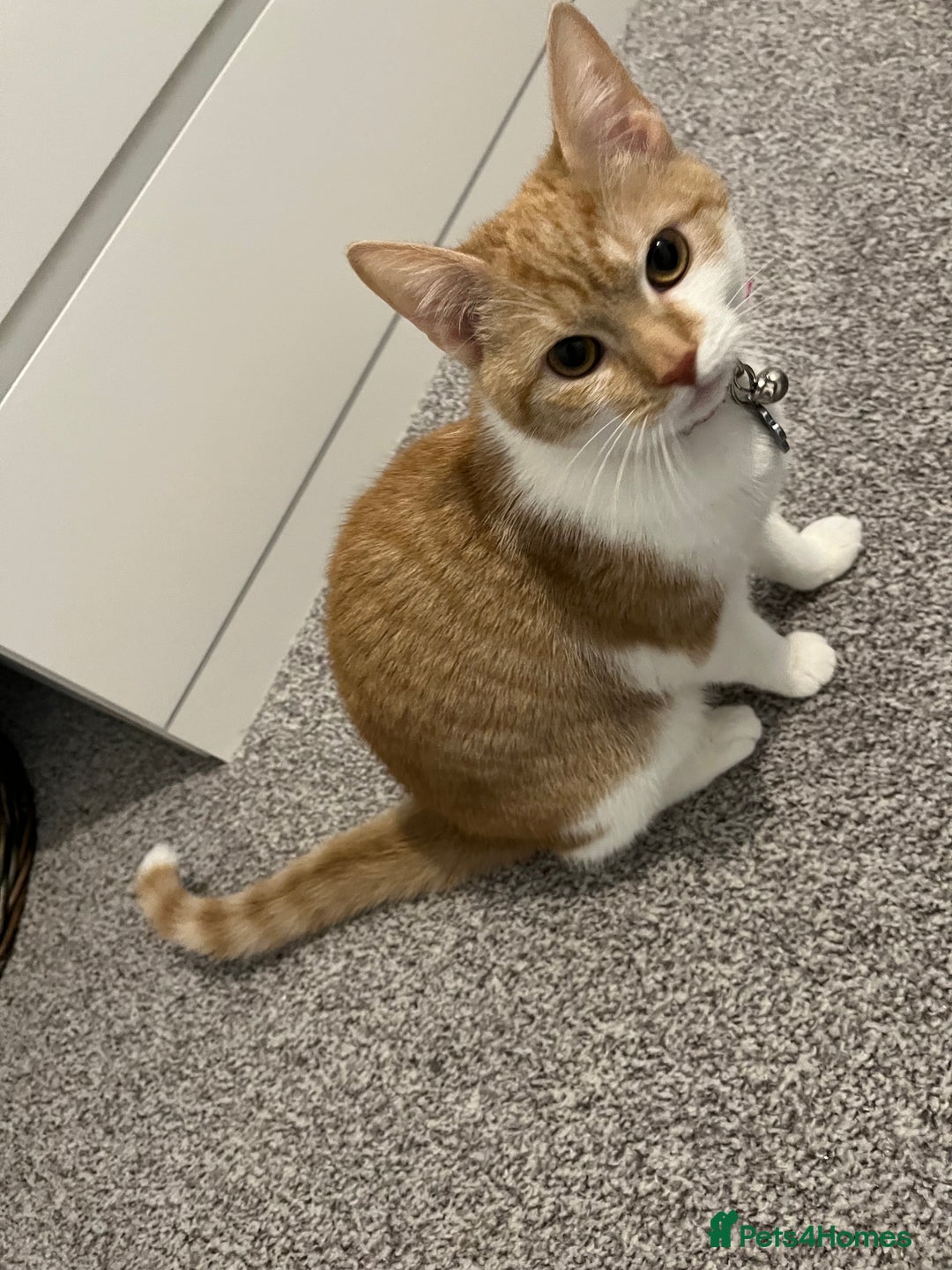 British Shorthair cats for sale: Ginger & White British Short hair  - Image 2