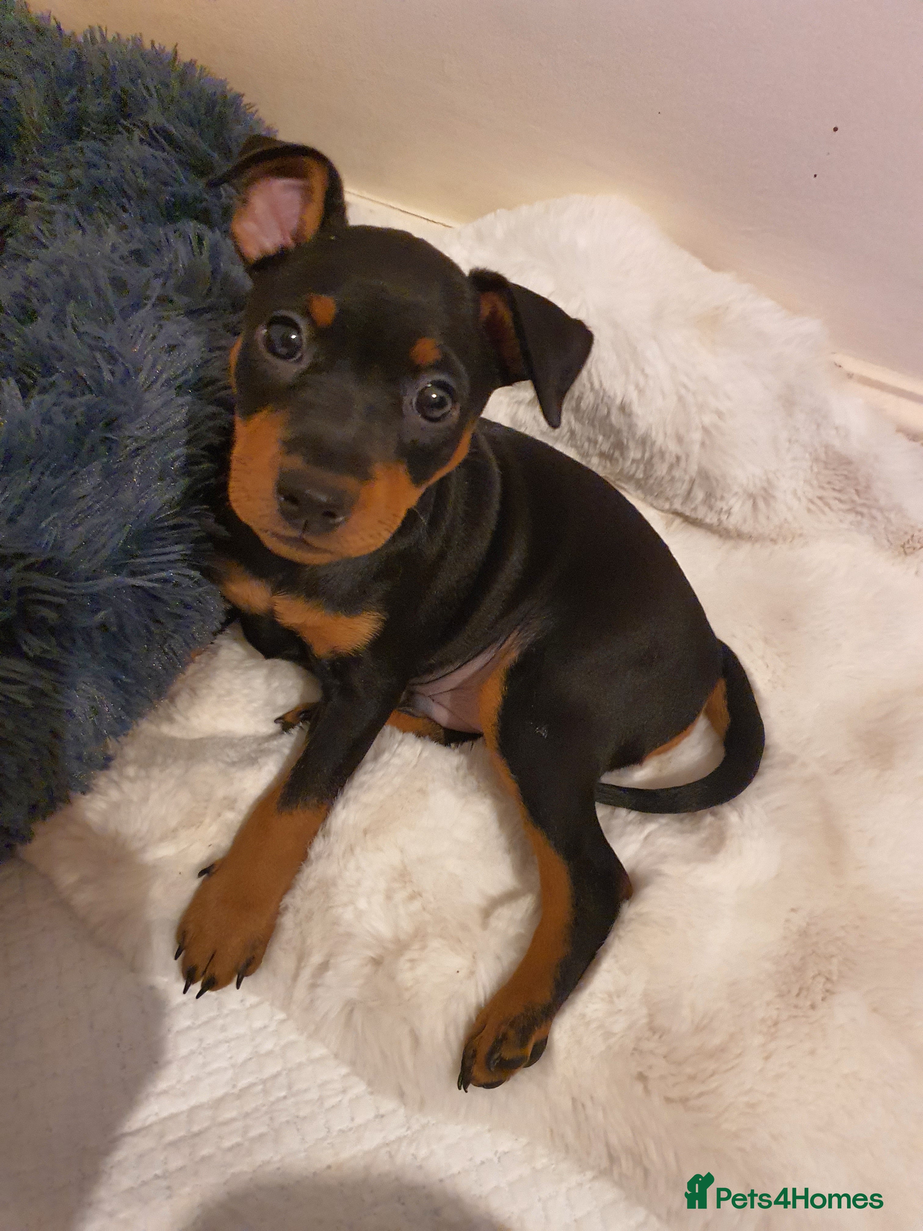 Miniature Pinscher dogs Miniature Pinscher puppies, KC registered - Advert 4