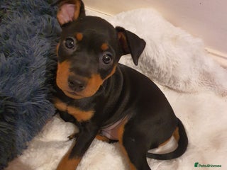 Miniature Pinscher dogs Miniature Pinscher puppies, KC registered - Advert 4