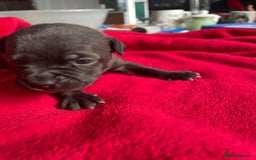 Staffordshire Bull Terrier dogs for sale: Mariusz  - Image 17