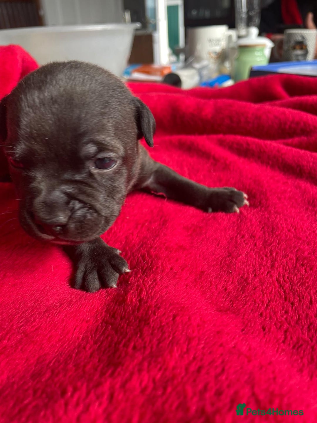 Staffordshire Bull Terrier dogs for sale: Mariusz  - Image 17