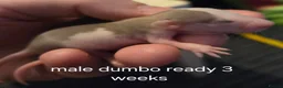 Rat rodents for sale: Dumbos and fancy rats ready now.  - Advert 14