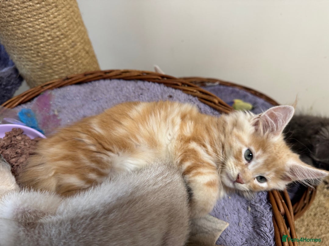 Maine Coon cats for sale: Beautiful GCCF kittens various colours - Image 28