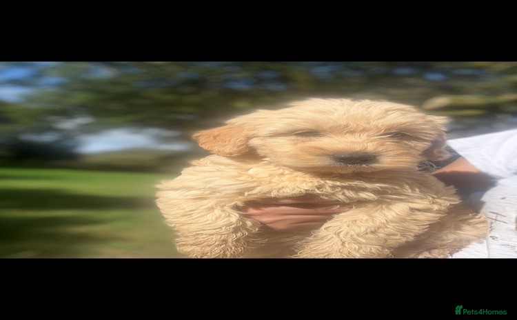 Labradoodle dogs - Advert 6