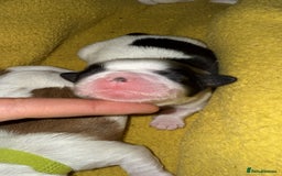 Shih Tzu dogs for sale: ShihTzu Newborn Puppies 💕Home-Raised & Well-Loved - Advert 10