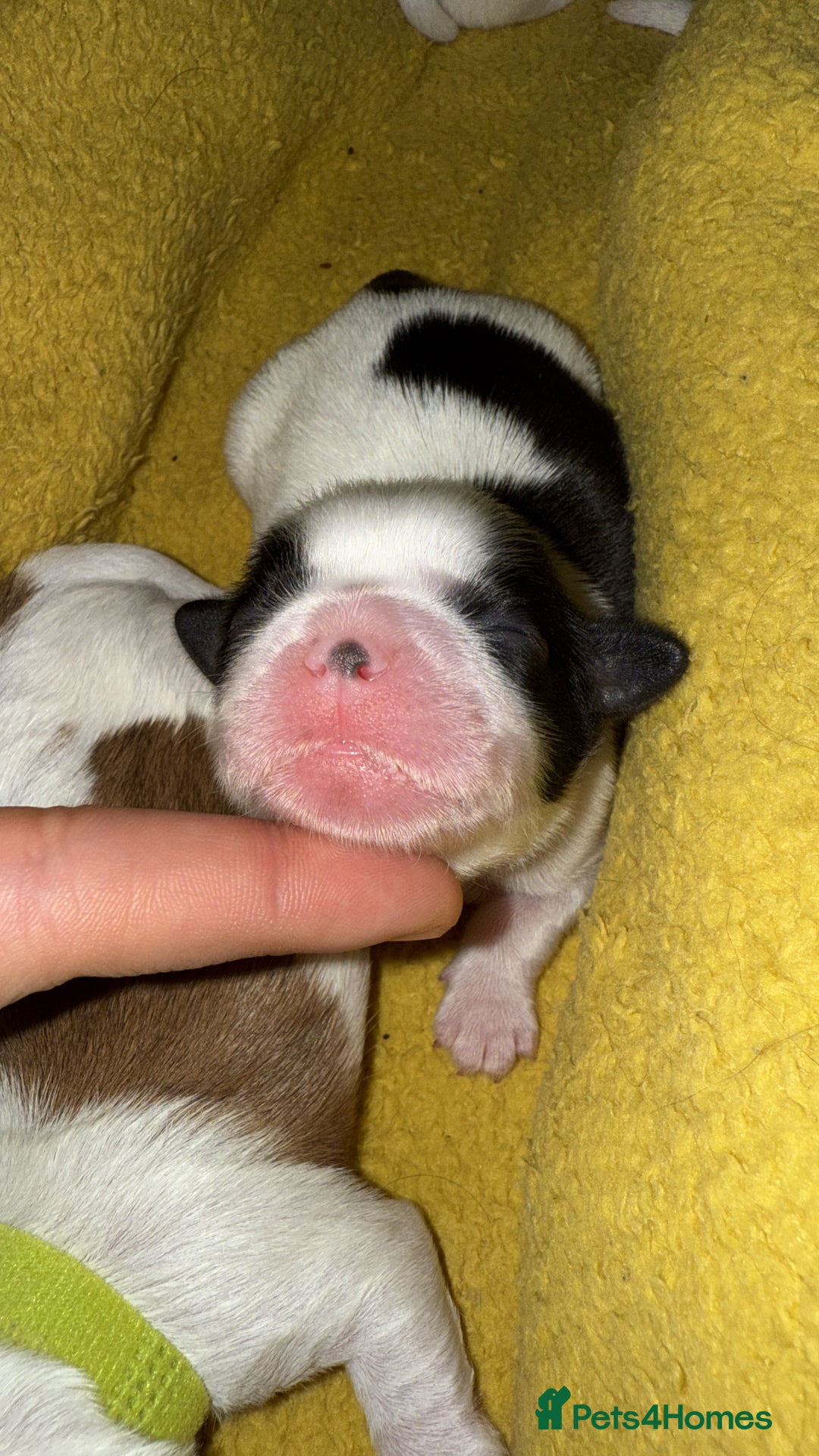 Shih Tzu dogs for sale: ShihTzu Newborn Puppies 💕Home-Raised & Well-Loved - Advert 10