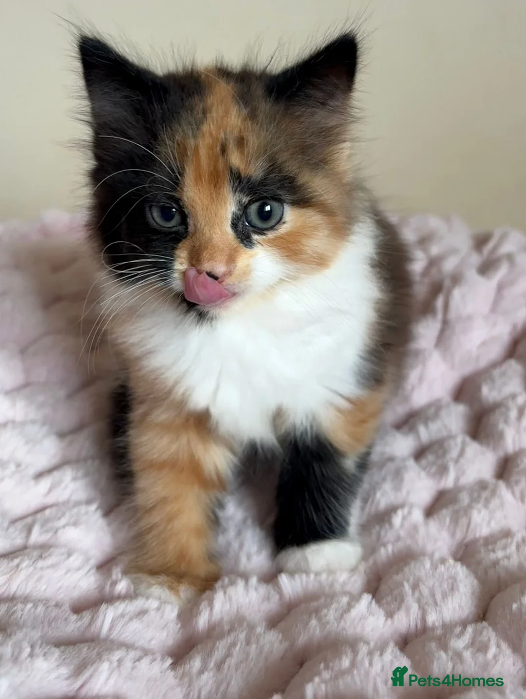 Mixed Breed cats for sale: Beautiful Fluffy Maine Coon Cross kitten  - Advert 2
