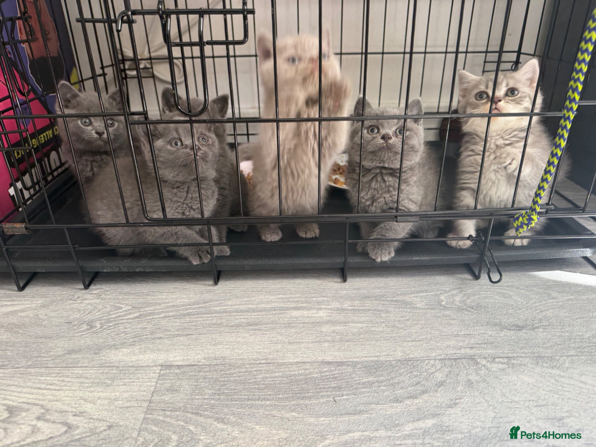 British Shorthair cats OUTSTANDING BRITISH SHORTHAIR KITTENS 🐈‍⬛ 🐾  - Advert 1