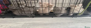 British Shorthair Kitten 6