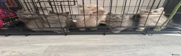 British Shorthair cats for sale: OUTSTANDING BRITISH SHORTHAIR KITTENS 🐈‍⬛ 🐾  - Advert 4