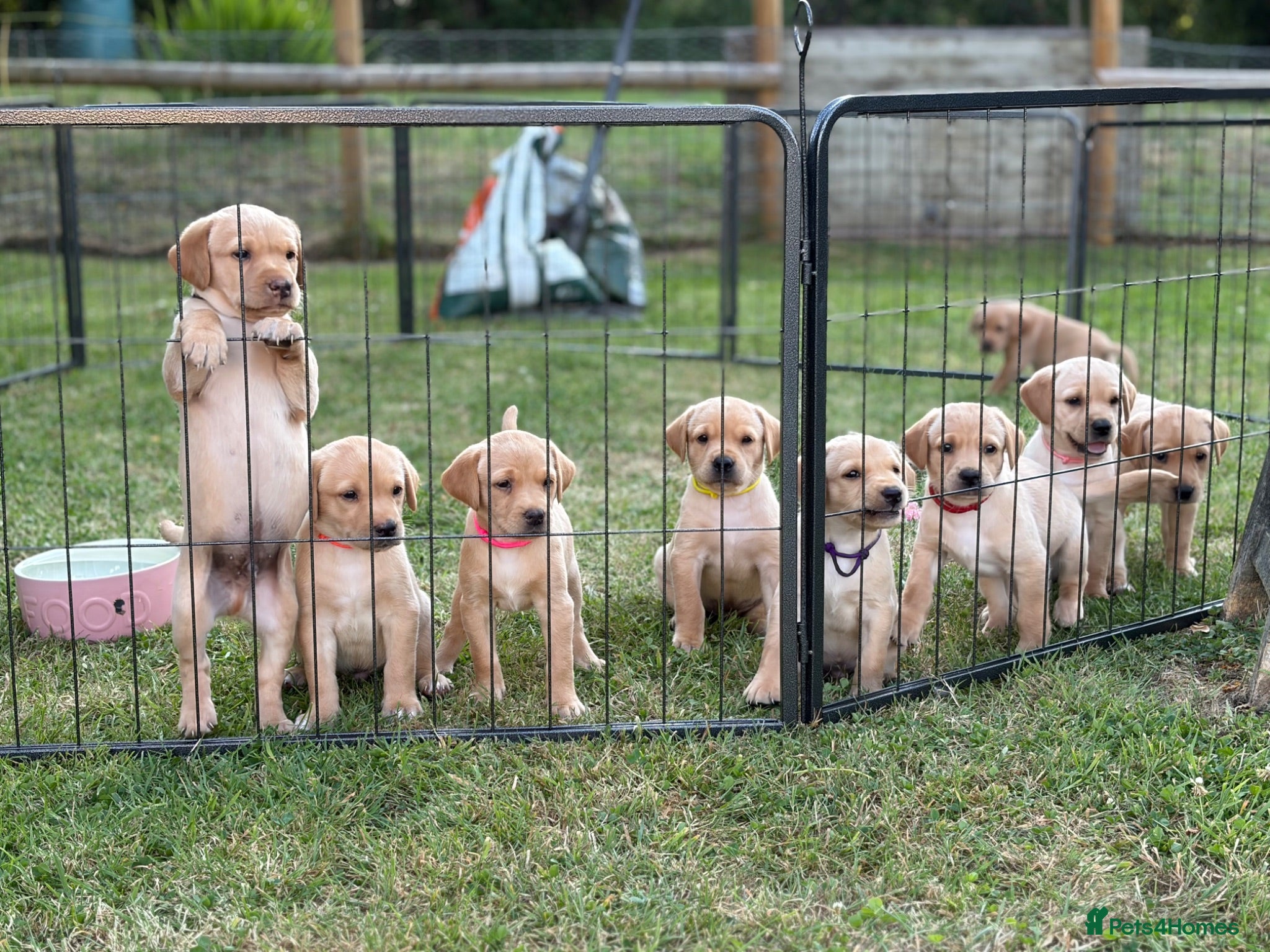 Labrador Retriever dogs KC Labrador Puppies (7 boys available) - Advert 9
