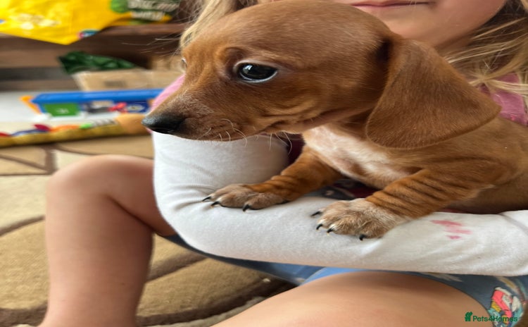 Dachshund dogs - Advert 1