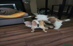 Shih Tzu dogs for sale: Shitzu for sale.3 months old. - Image 4