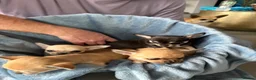 Chihuahua dogs for sale: 4 smooth coat apple head Chihuahua puppies - Advert 16