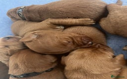 Labrador Retriever dogs for sale: FULLY HEALTH TESTED DARK FOX RED LABRADOR PUPPIES  - Image 6
