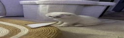 Scottish Fold cats for sale: White Scottish Fold Blue eyes - Advert 9