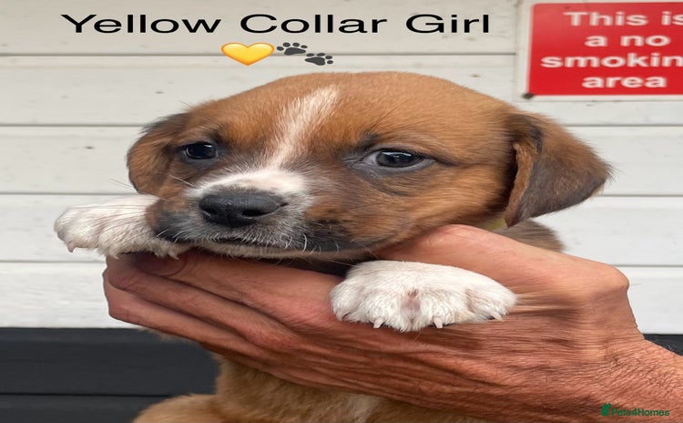 Boxer dogs - Advert 2