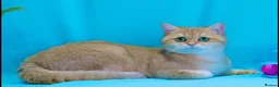 British Shorthair cats for sale: Rehoming  - Advert 1