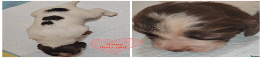 English Springer Spaniel Puppy 4