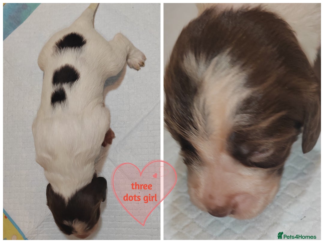 English Springer Spaniel dogs for sale: 🌟 Beautiful Springer Spaniel Litter - Image 23