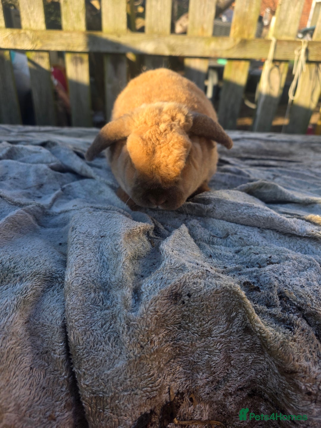 Mini Lop rabbits for sale: Mini lop  - Advert 3