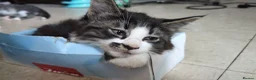 Mixed Breed cats for sale: Beautiful mixed breed Kittens  - Advert 9