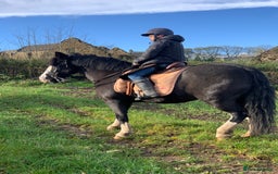 Irish Cob horses for sale: 13hh Super Safe Cob - Image 10