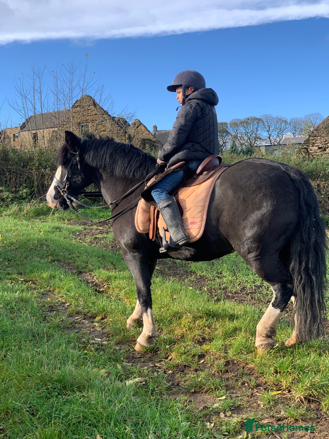 Irish Cob horses for sale: 13hh Super Safe Cob - Image 10