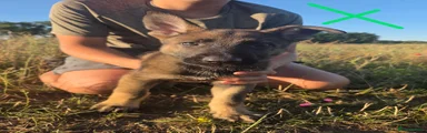 German Shepherd 1