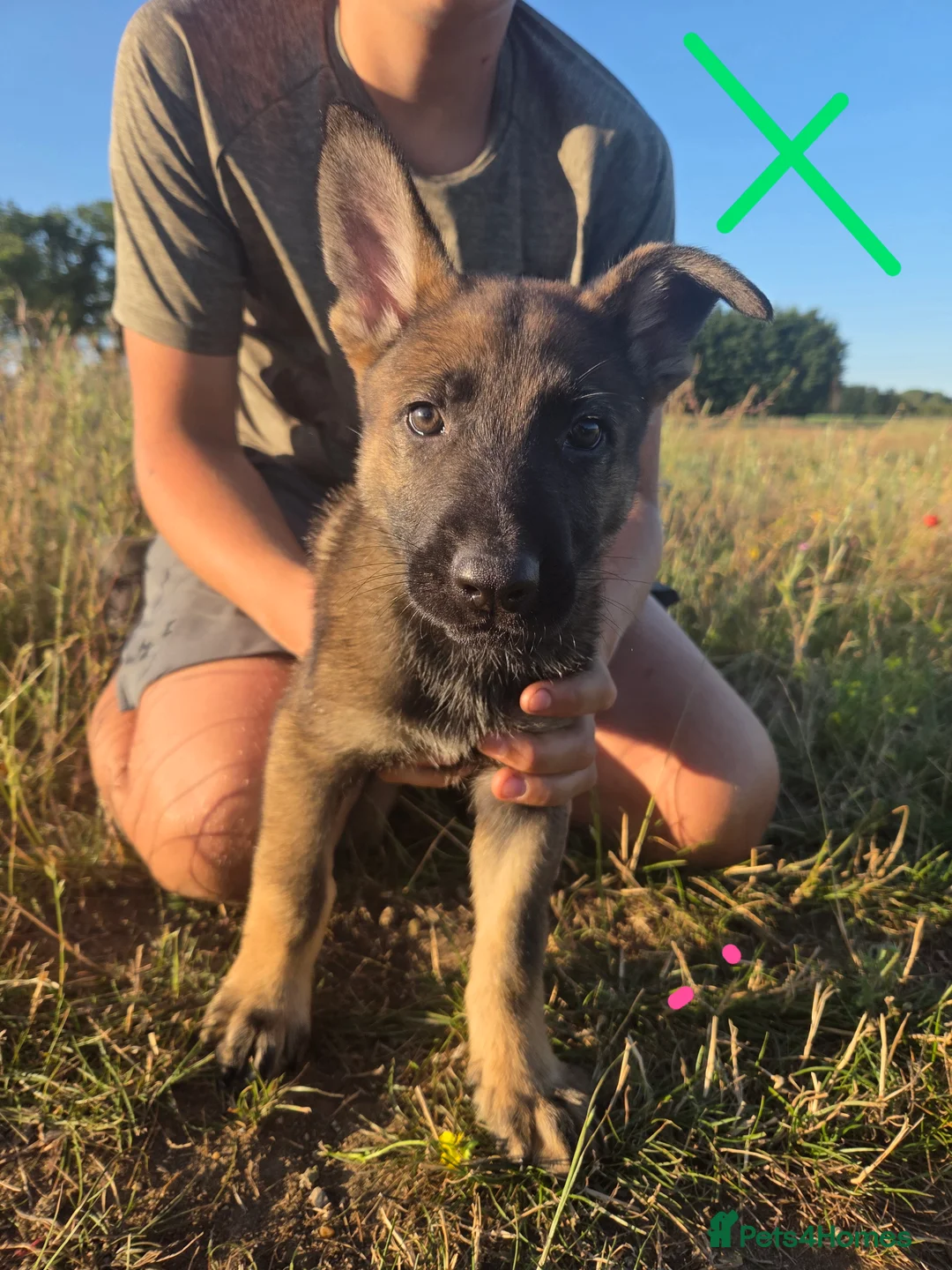 German Shepherd dogs for sale: Working line german shepherd puppies - Advert 39