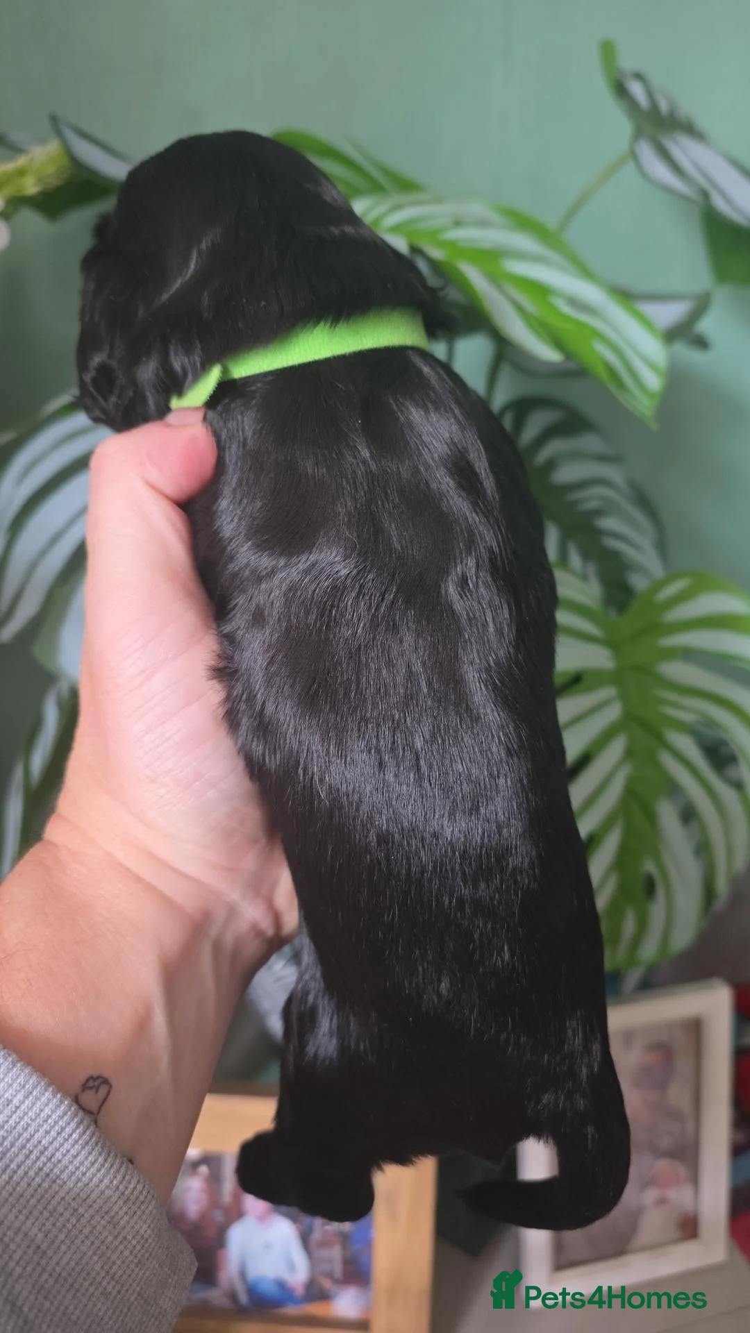 Cocker Spaniel dogs for sale: 4 beautiful cocker spaniel pups  - Advert 1