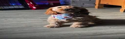 Cocker Spaniel dogs for sale: Pedigree KC Registered Show Cocker Spaniel- Lilah - Advert 9