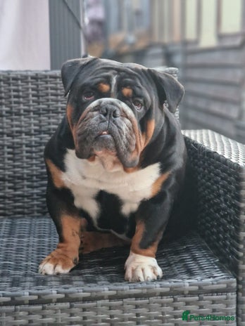 English Bulldog dogs in Basildon - Advert 13