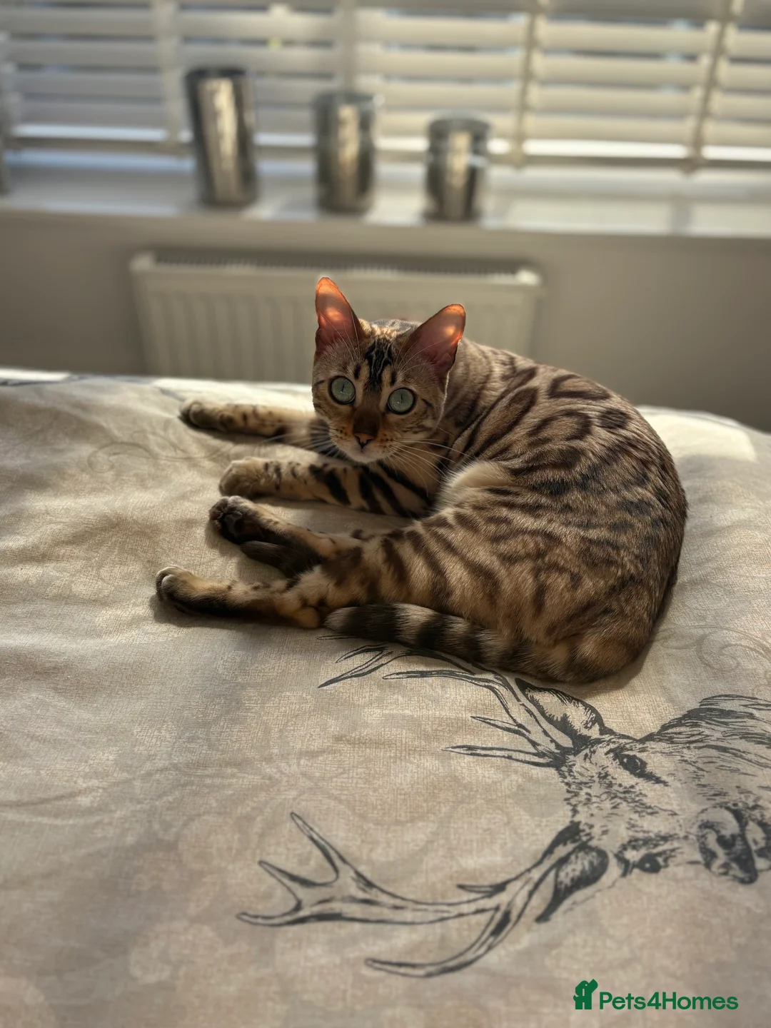 Bengal cats for sale: Female bengal - Advert 2