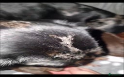 Dachshund dogs for sale: Outstanding dachshunds  - Image 3