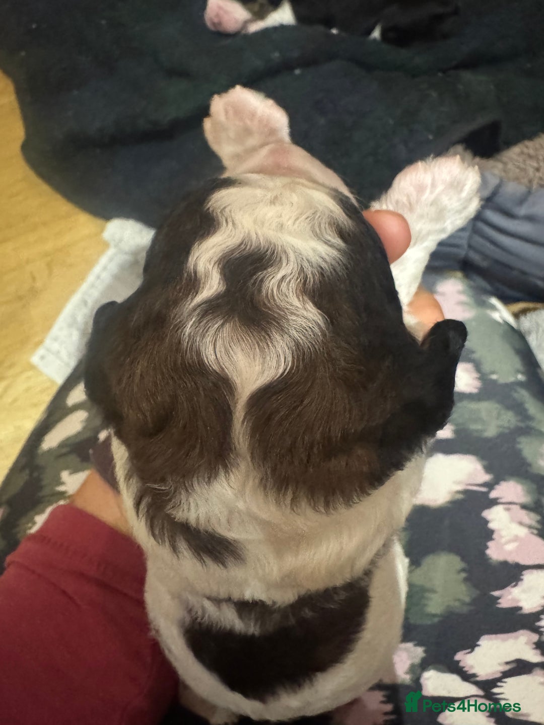 Bernedoodle dogs for sale: Bernedoodle F1B puppies - Image 17