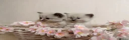 Ragdoll cats for sale: 10 Stunning Ragdoll Kittens available 🐾 in Henfield - Advert 9