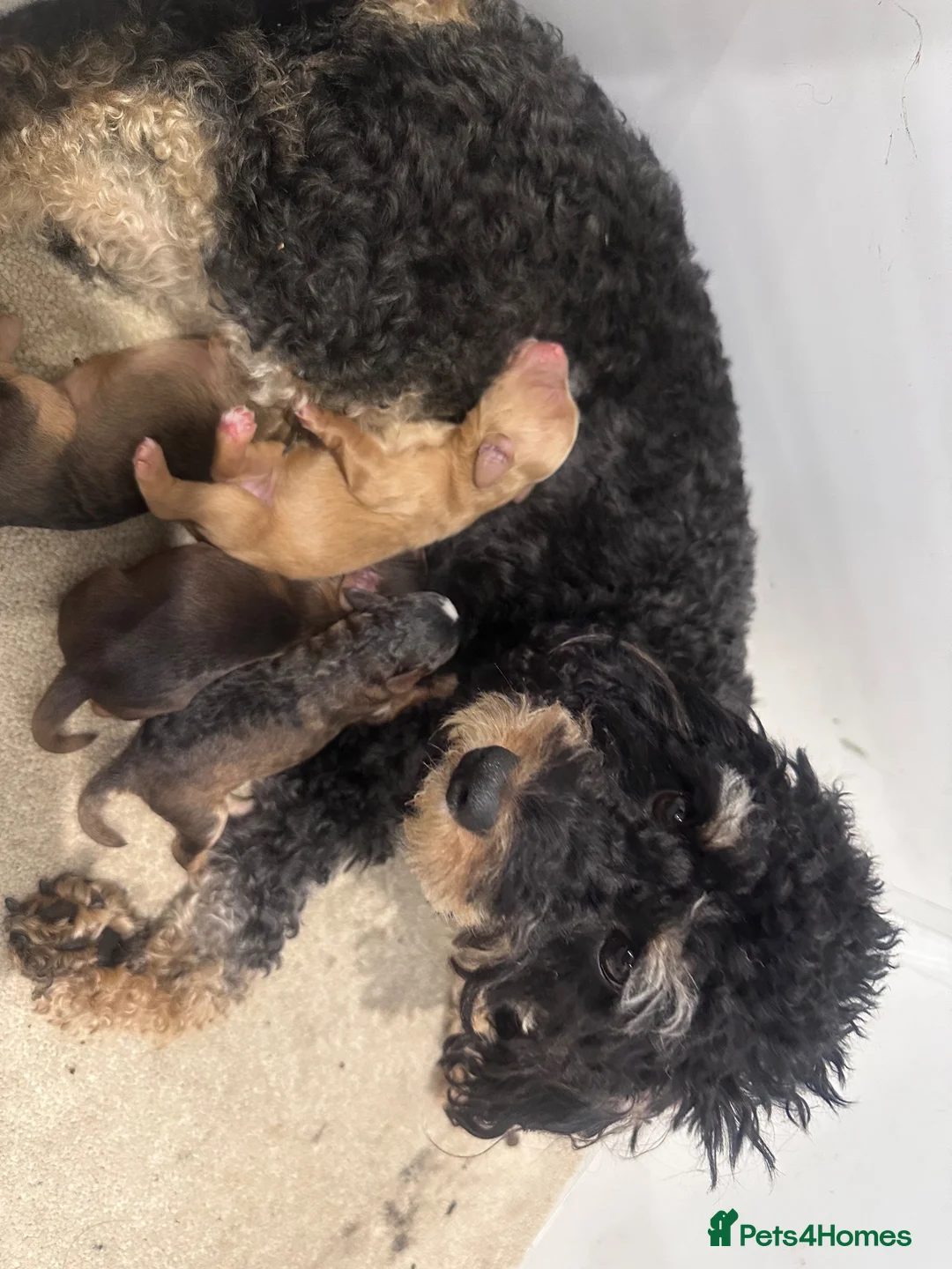 Mixed Breed dogs for sale: Beautiful Cockalier Puppies  - Advert 1