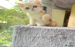 British Shorthair cats for sale: Pure breed British shorthair blue &  golden kitten - Image 13