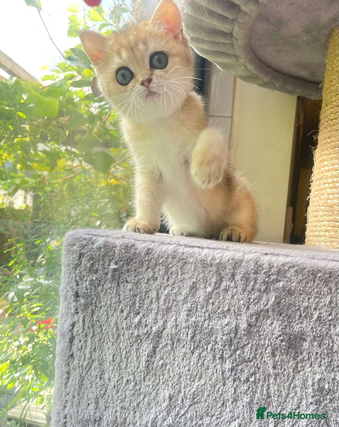 British Shorthair cats for sale: Pure breed British shorthair blue &  golden kitten - Image 13