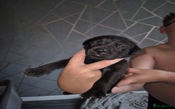 Mixed Breed dogs for sale: Staffador puppies - Image 11