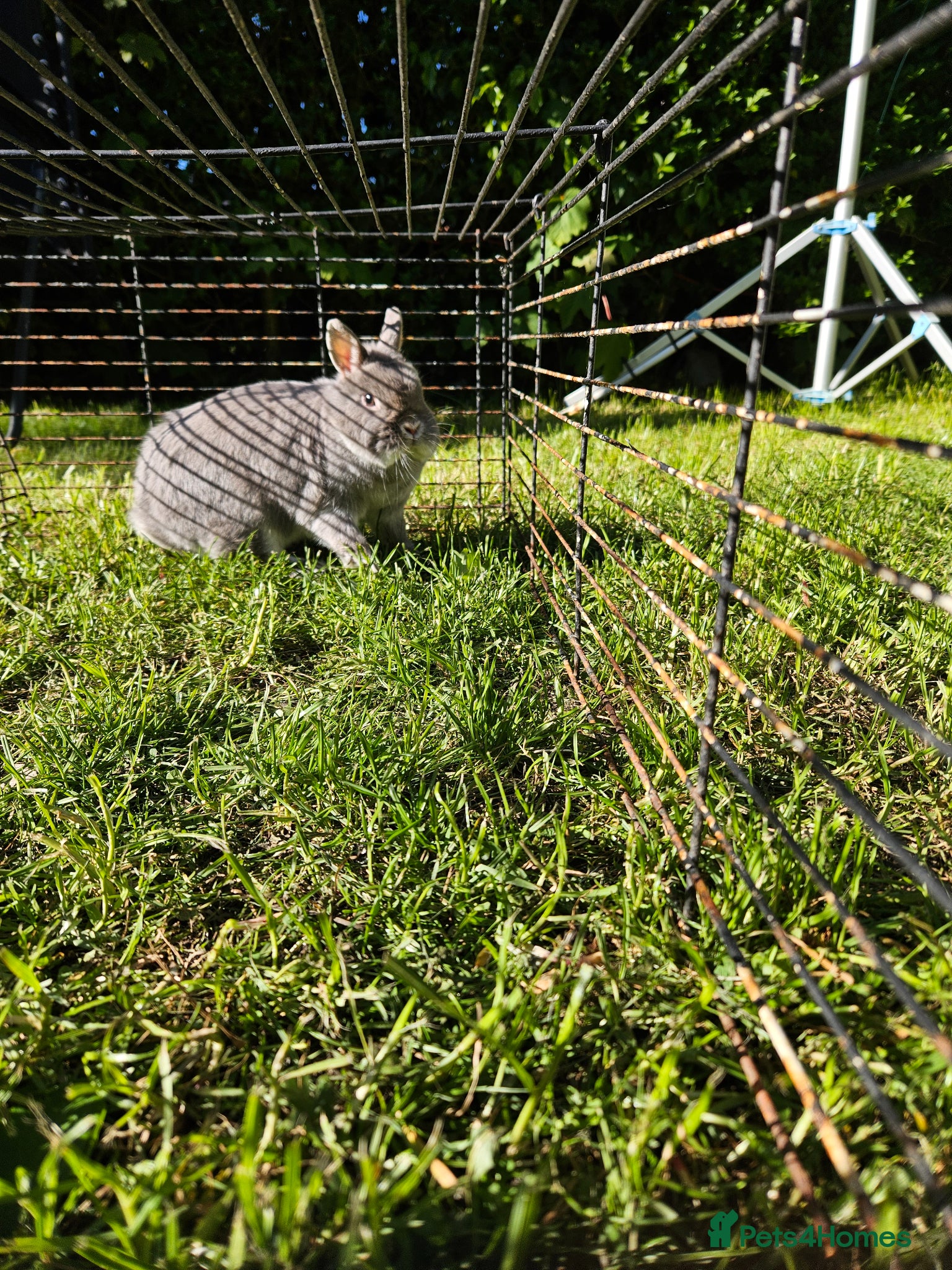 Netherland Dwarf rabbits Netherlands Dwarf and Double Hutch - Advert 15