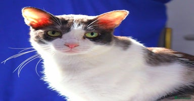 Mixed Breed cats - Advert 5