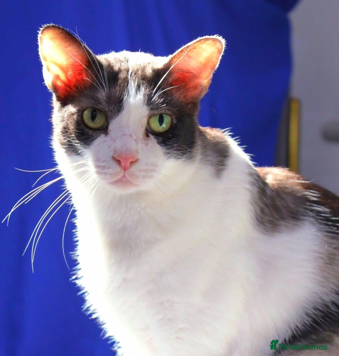 Mixed Breed cats for adoption: 🐾 Cuddly Indoor Family Cat   - Image 3