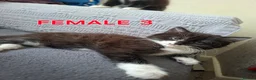 Mixed Breed cats for sale: Ready Now – Litter Trained&Raised Around Kids,Cats - Advert 3