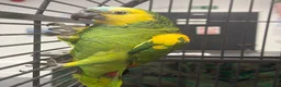 Mixed Breed birds for sale: Various Stunning Birds - Nationwide Delivery  in Newcastle upon Tyne - Advert 14