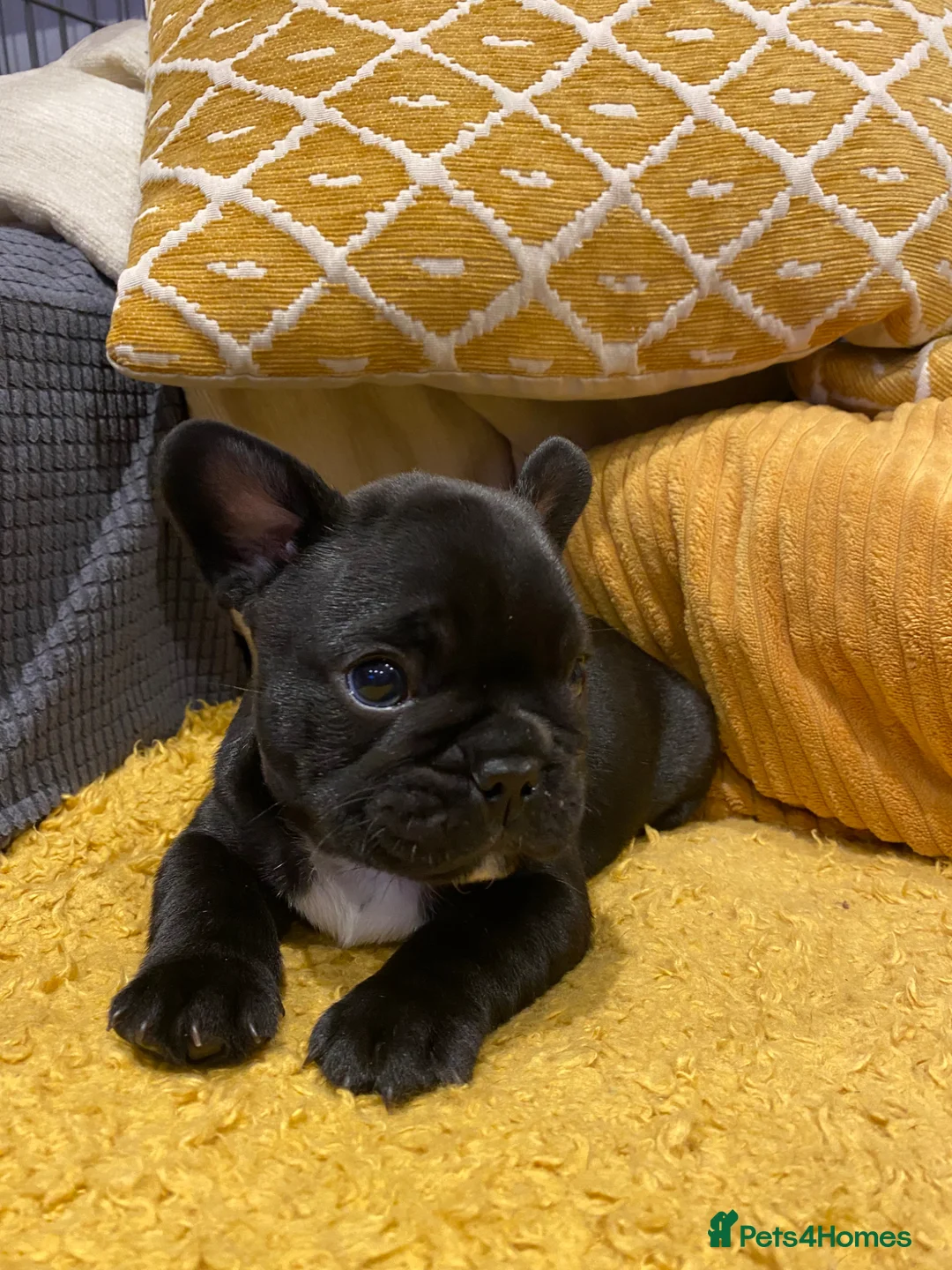 French Bulldog dogs for sale: Quality puppies reared by experienced breeders. - Advert 12