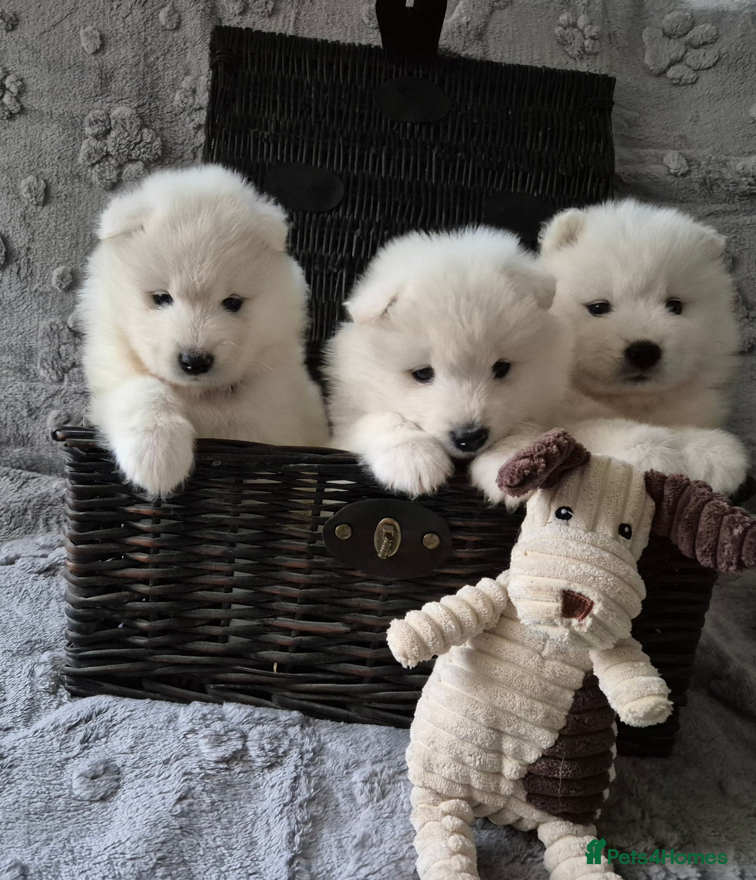 Samoyed dogs Samoyed Puppies, KC Registered & Health Screened - Advert 11
