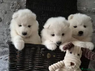 Samoyed dogs Samoyed Puppies, KC Registered & Health Screened - Advert 3