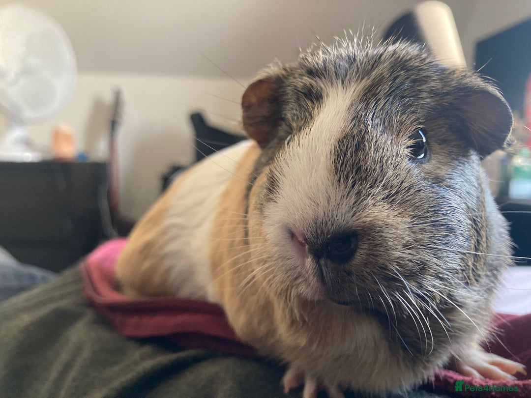 Guinea Pig rodents for sale: SOLD 5 Guinea pigs For Rehoming, 2 separate groups - Image 5